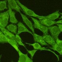 JNK1 Mouse Monoclonal Antibody