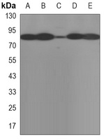 HSP90 beta Mouse Monoclonal Antibody