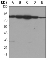 HSP90 alpha/beta Mouse Monoclonal Antibody