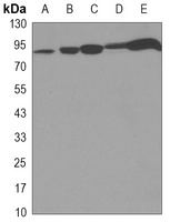 STAT1 Mouse Monoclonal Antibody