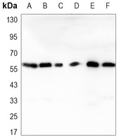 RAD23B Mouse Monoclonal Antibody