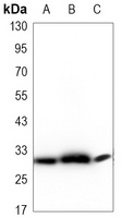 RPA2 Mouse Monoclonal Antibody