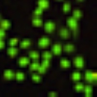 RPA2 Mouse Monoclonal Antibody