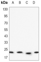 BAX Mouse Monoclonal Antibody