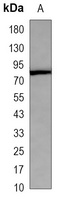CD44 Mouse Monoclonal Antibody
