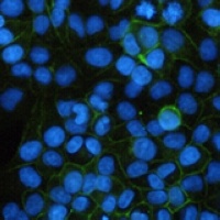 CD44 Mouse Monoclonal Antibody