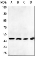 DR5 Mouse Monoclonal Antibody