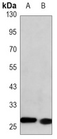 LIN28A Mouse Monoclonal Antibody