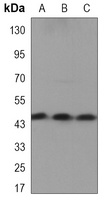 CKMT1A Mouse Monoclonal Antibody