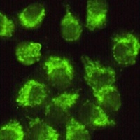 FYN Mouse Monoclonal Antibody