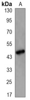 CD95 Mouse Monoclonal Antibody