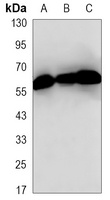 GTF2H1 Mouse Monoclonal Antibody