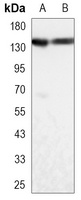 USP7 Mouse Monoclonal Antibody