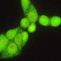 HSP70 Mouse Monoclonal Antibody
