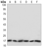 COX4-1 Mouse Monoclonal Antibody