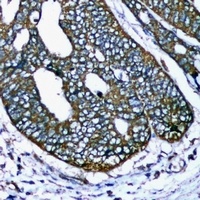 COX4-1 Mouse Monoclonal Antibody