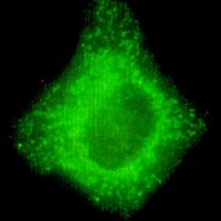 COX4-1 Mouse Monoclonal Antibody