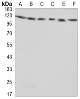 KIAA1967 Mouse Monoclonal Antibody