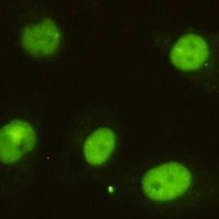 KIAA1967 Mouse Monoclonal Antibody