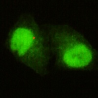 KDM5C Mouse Monoclonal Antibody