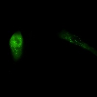 p62 Rabbit Monoclonal Antibody