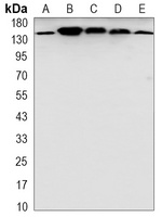 SAP155 Rabbit Monoclonal Antibody