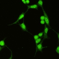 SAP155 Rabbit Monoclonal Antibody
