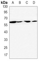 hnRNP I Rabbit Monoclonal Antibody
