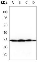 p38 Rabbit Monoclonal Antibody