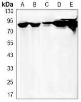 HSP90 beta Rabbit Monoclonal Antibody