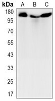 Collagen 1 alpha 1 Rabbit Monoclonal Antibody
