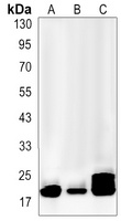 Cofilin Rabbit Monoclonal Antibody
