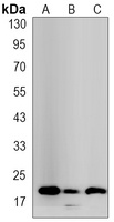 BID Rabbit Monoclonal Antibody