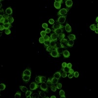 BID Rabbit Monoclonal Antibody