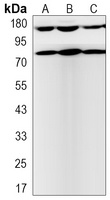 TRK B (Phospho-Y705) Rabbit Monoclonal Antibody