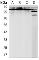 NEDD4 Rabbit Monoclonal Antibody