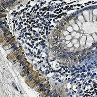 Osteopontin Rabbit Monoclonal Antibody