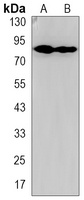 RSK3 Rabbit Monoclonal Antibody