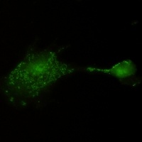 RSK3 Rabbit Monoclonal Antibody
