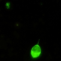 IRF7 Rabbit Monoclonal Antibody