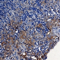 STING Rabbit Monoclonal Antibody