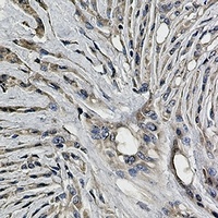 Synaptophysin Rabbit Monoclonal Antibody
