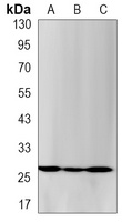 PCNA Rabbit Monoclonal Antibody