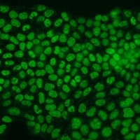 PCNA Rabbit Monoclonal Antibody