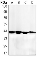 p38 Rabbit Monoclonal Antibody