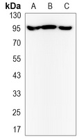 ILF3 Rabbit Monoclonal Antibody