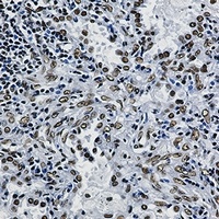 ILF3 Rabbit Monoclonal Antibody