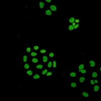 ILF3 Rabbit Monoclonal Antibody