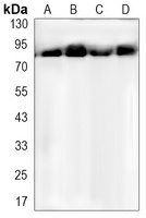 HSP90 alpha/beta Rabbit Monoclonal Antibody