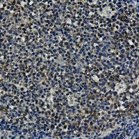 HSP90 alpha/beta Rabbit Monoclonal Antibody